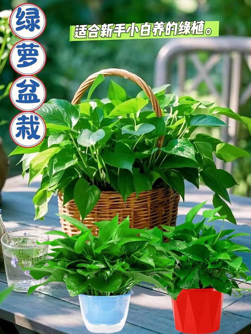 2层套盆养绿萝？绿萝套盆透气吗？