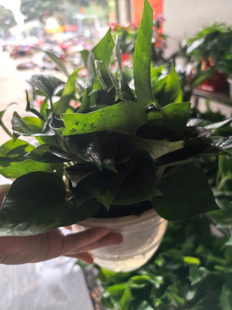 2层套盆养绿萝？绿萝套盆透气吗？-第2张图片-优品飞百科