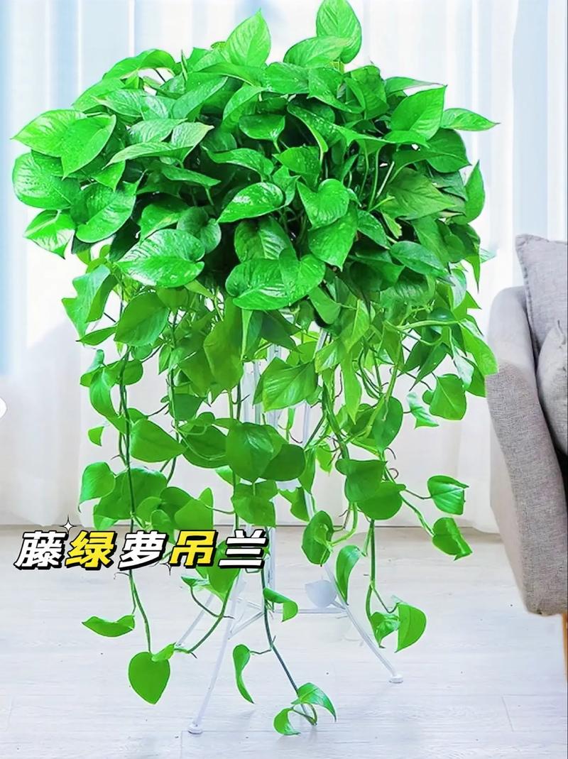 2层套盆养绿萝？绿萝套盆透气吗？-第3张图片-优品飞百科