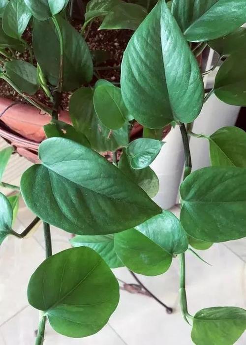 2层套盆养绿萝？绿萝套盆透气吗？-第4张图片-优品飞百科