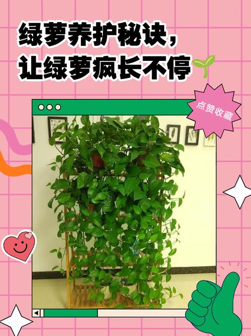 2层套盆养绿萝？绿萝套盆透气吗？-第5张图片-优品飞百科