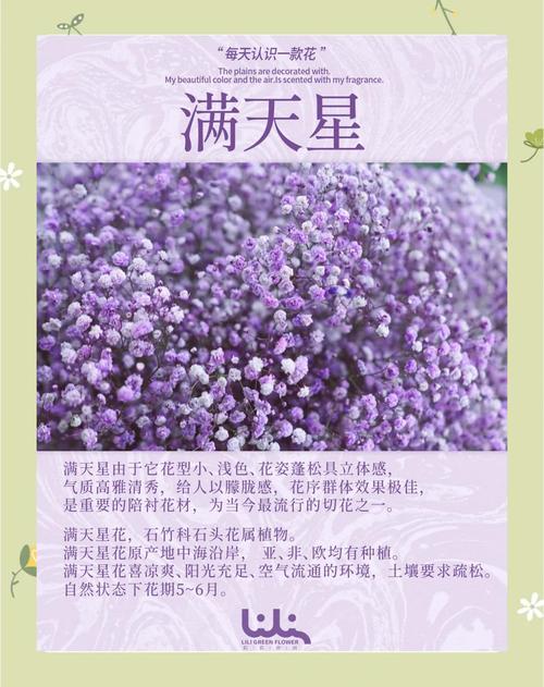 满天星种植时间，满天星种植期？