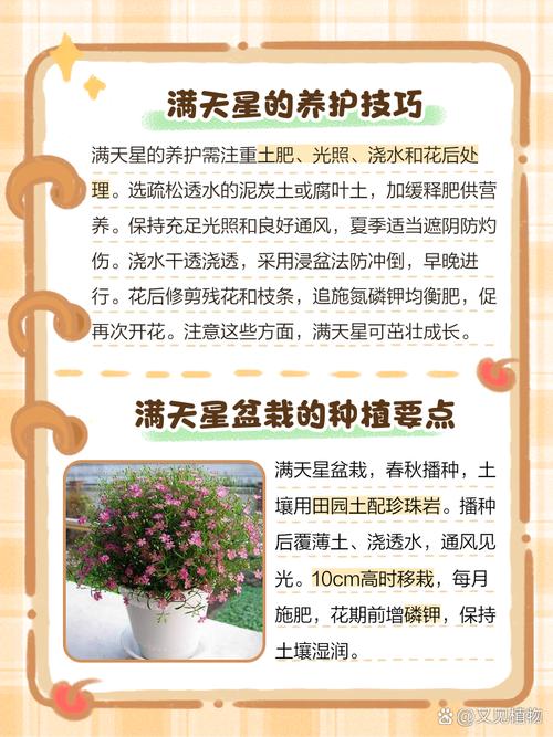 满天星种植时间，满天星种植期？-第2张图片-优品飞百科
