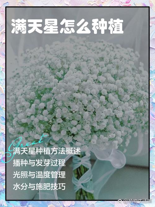 满天星种植时间，满天星种植期？-第3张图片-优品飞百科