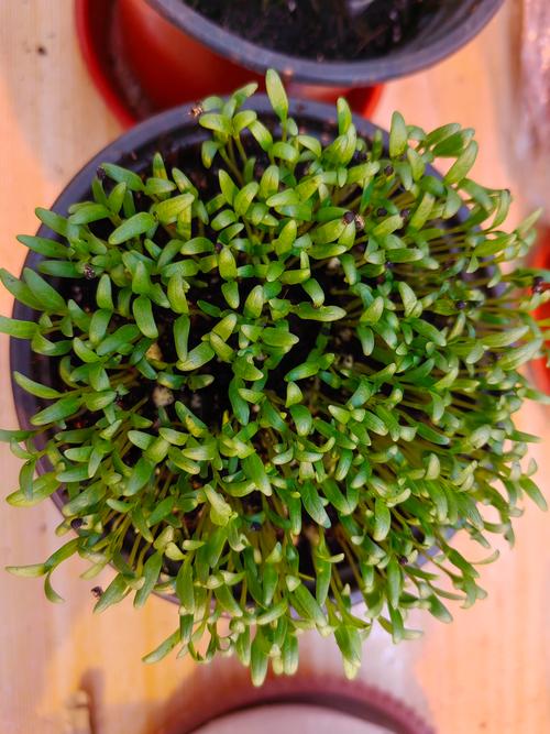 满天星种植时间，满天星种植期？-第4张图片-优品飞百科