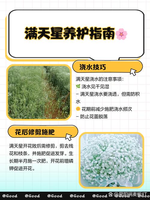 满天星种植时间，满天星种植期？-第5张图片-优品飞百科