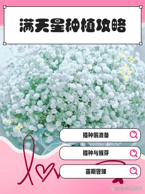 满天星种植时间，满天星种植期？-第7张图片-优品飞百科