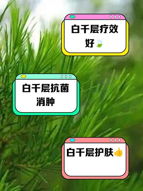 白千层的功效与作用，白千层多少钱一棵-第2张图片-优品飞百科