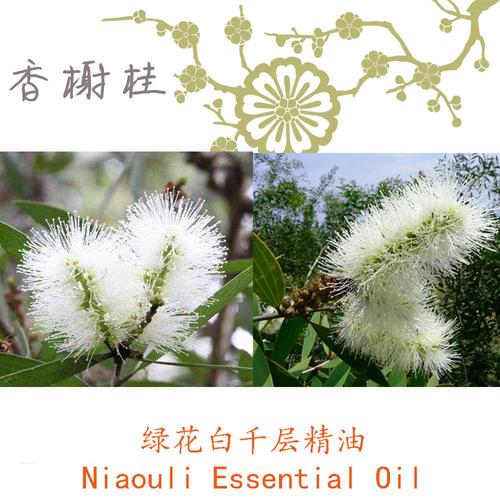 白千层的功效与作用，白千层多少钱一棵-第3张图片-优品飞百科
