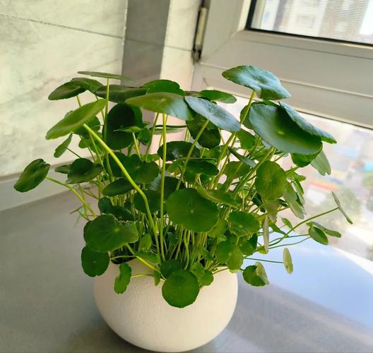 铜钱草可以放客厅吗，铜钱草最旺的三个属相