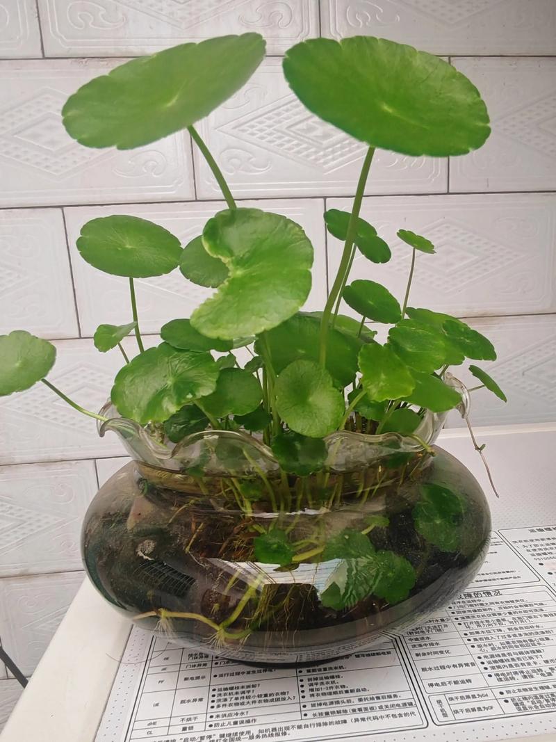 铜钱草可以放客厅吗，铜钱草最旺的三个属相-第4张图片-优品飞百科