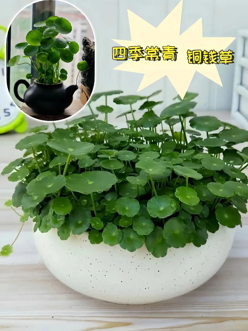 铜钱草可以放客厅吗，铜钱草最旺的三个属相-第6张图片-优品飞百科