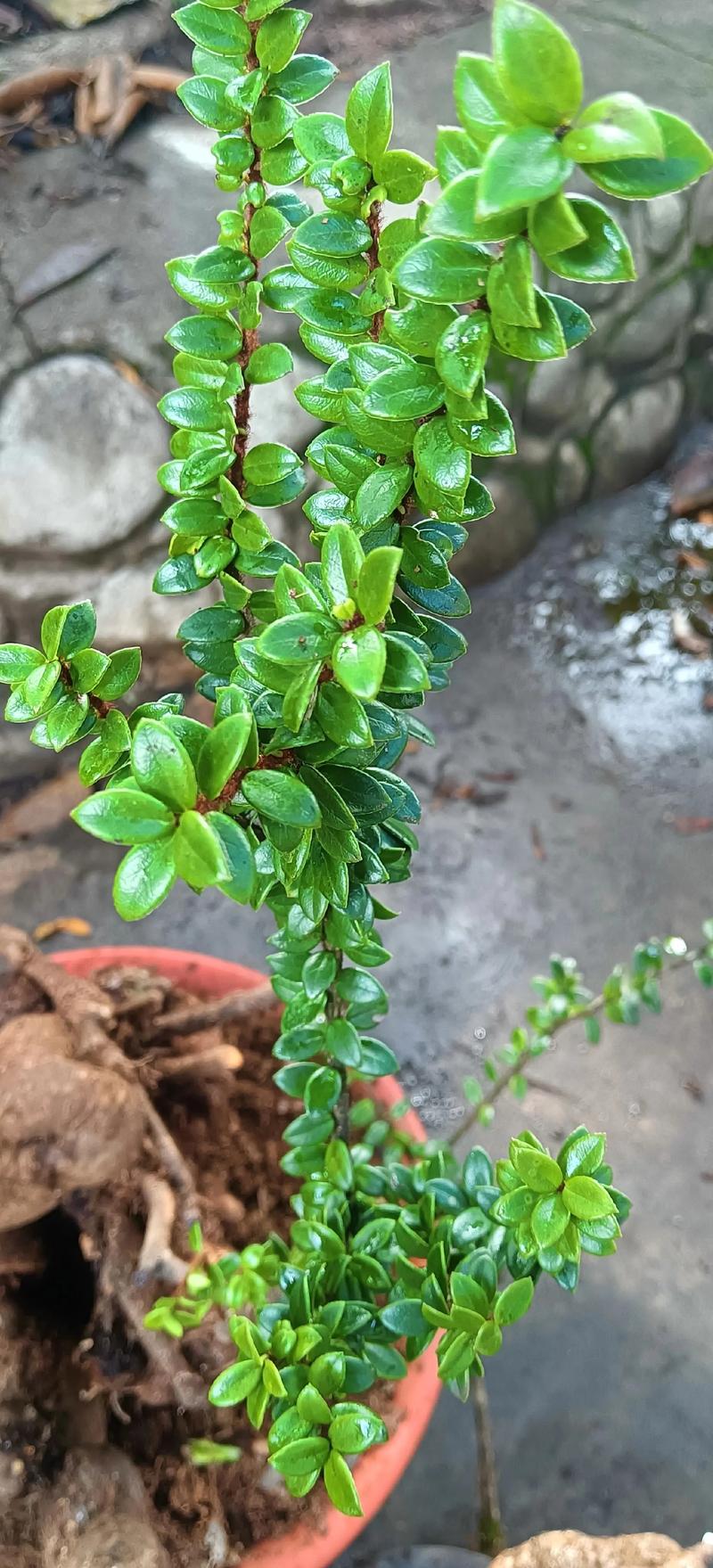 珍珠梅黄叶的原因和处理办法，珍珠梅黄叶是怎么回事？-第3张图片-优品飞百科