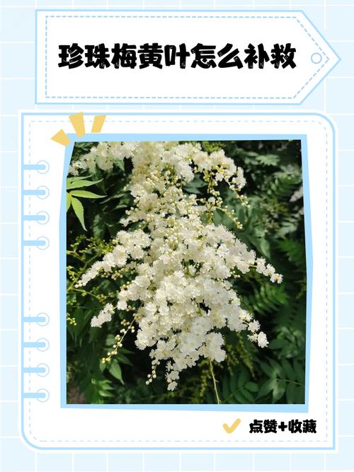 珍珠梅黄叶的原因和处理办法，珍珠梅黄叶是怎么回事？-第5张图片-优品飞百科