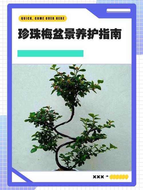 珍珠梅黄叶的原因和处理办法，珍珠梅黄叶是怎么回事？-第6张图片-优品飞百科
