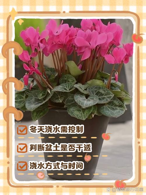 冬季花卉的浇水时间？冬季花卉浇水方法？