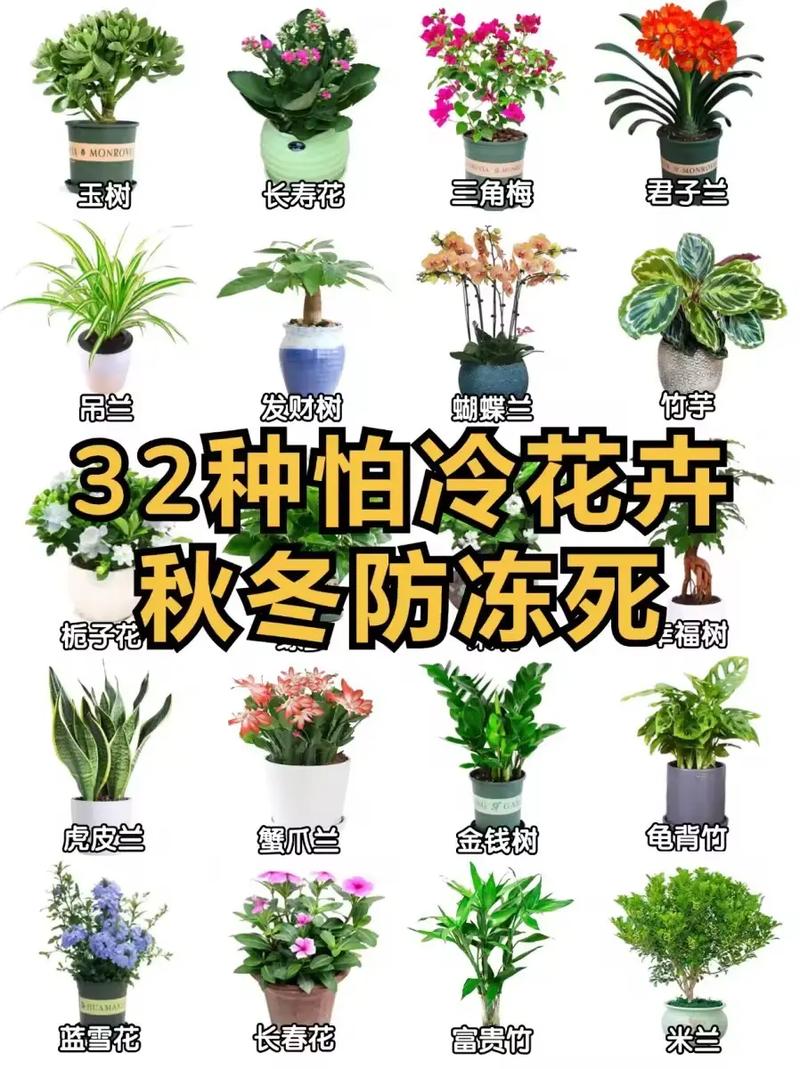 冬季花卉的浇水时间？冬季花卉浇水方法？-第2张图片-优品飞百科