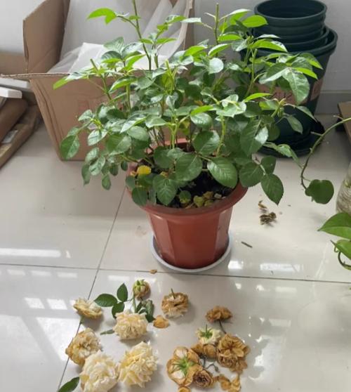 冬季花卉的浇水时间？冬季花卉浇水方法？-第6张图片-优品飞百科