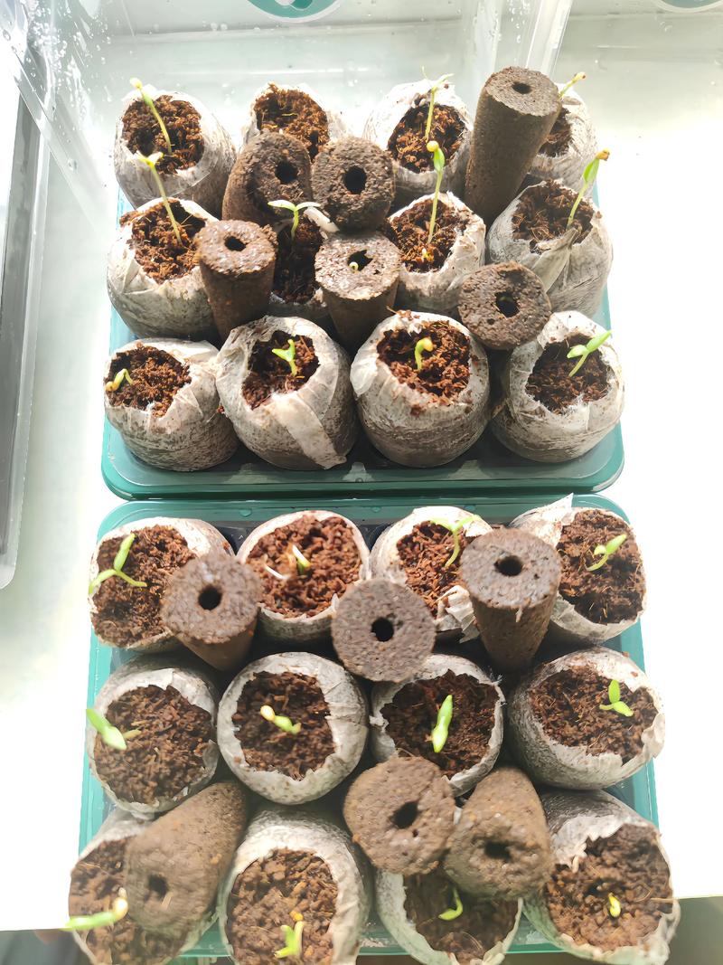 茄子育苗时间，茄子育苗的时间-第1张图片-优品飞百科