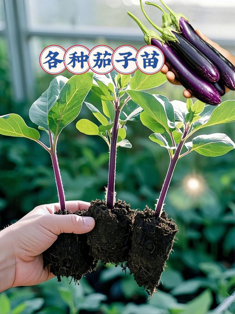 茄子育苗时间，茄子育苗的时间-第2张图片-优品飞百科