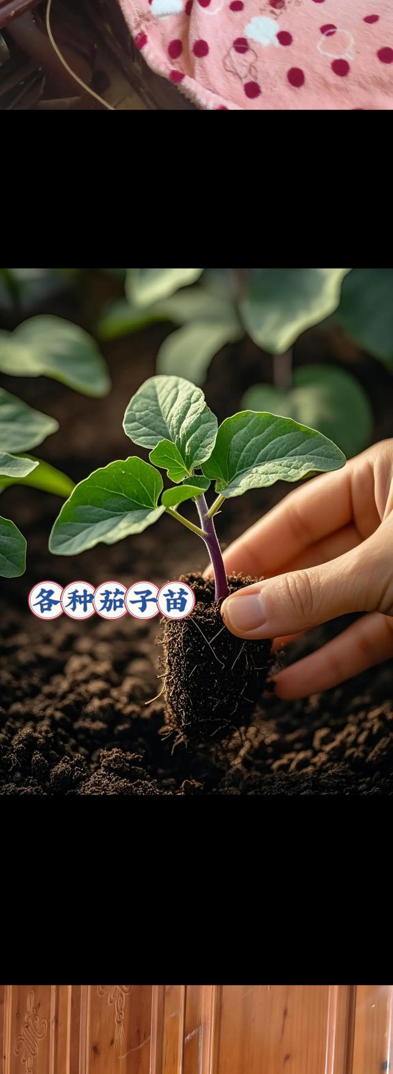 茄子育苗时间，茄子育苗的时间-第3张图片-优品飞百科