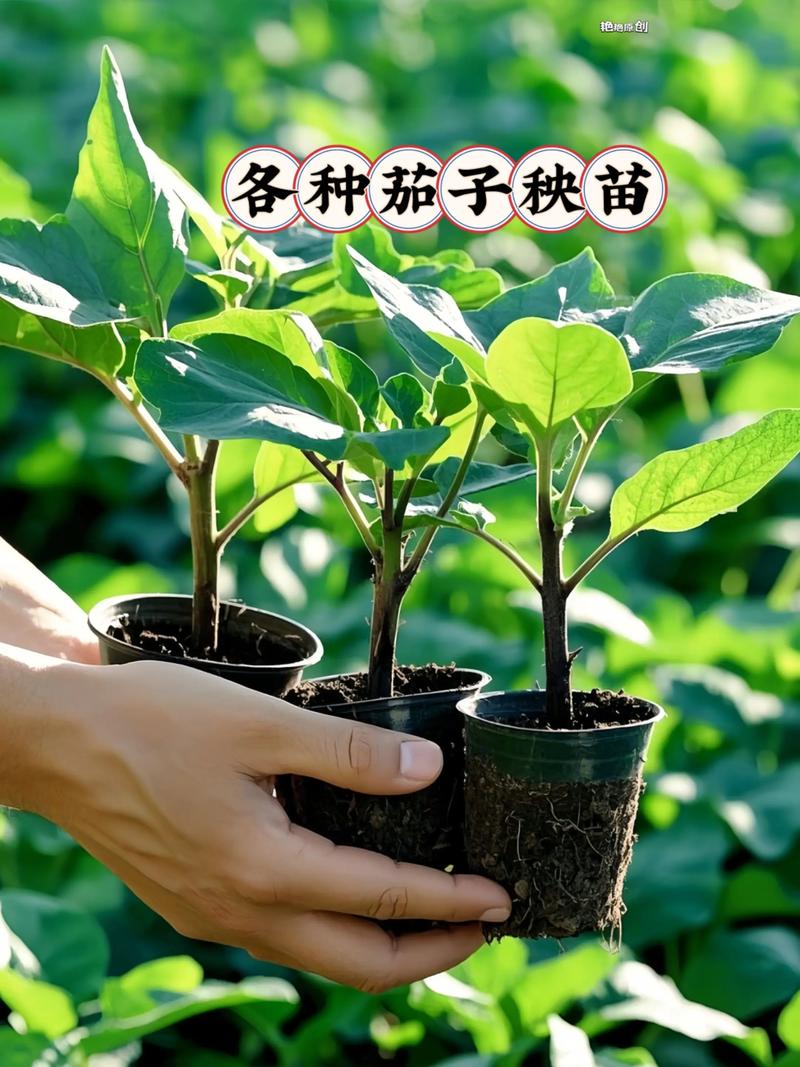 茄子育苗时间，茄子育苗的时间-第4张图片-优品飞百科