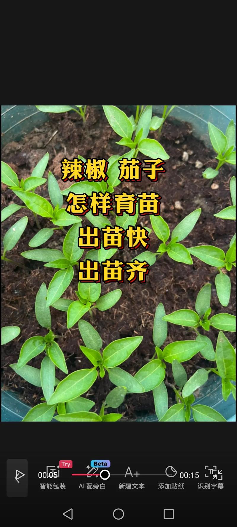 茄子育苗时间，茄子育苗的时间-第5张图片-优品飞百科