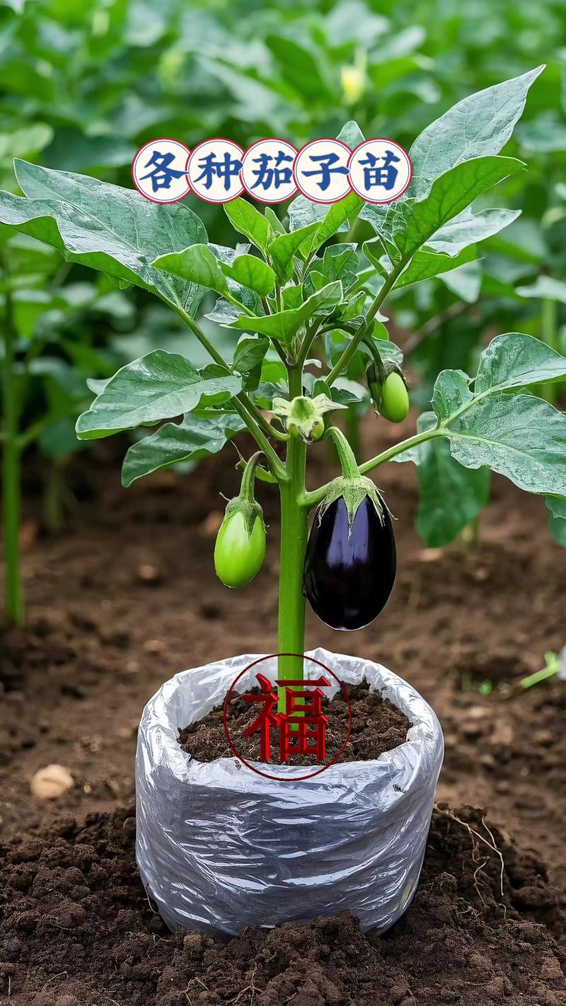 茄子育苗时间，茄子育苗的时间-第6张图片-优品飞百科