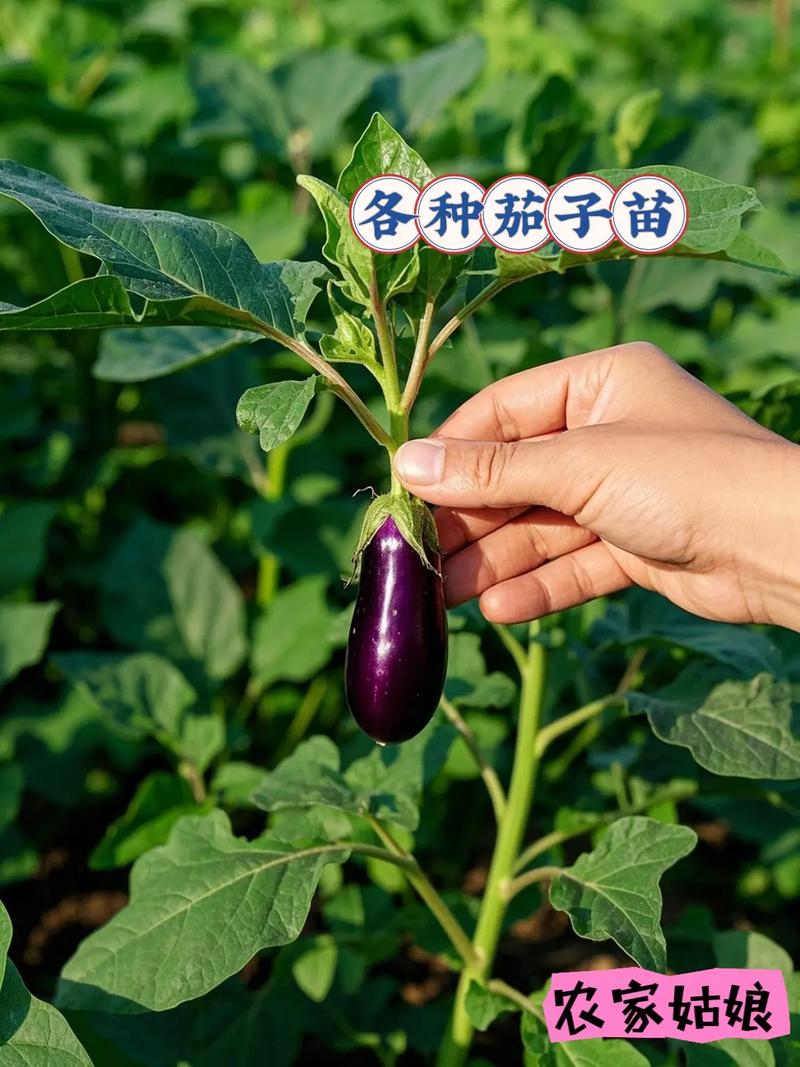 茄子育苗时间，茄子育苗的时间-第7张图片-优品飞百科