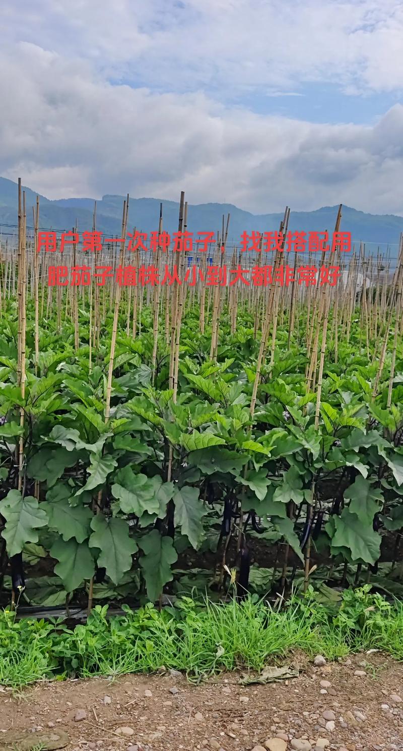 茄子育苗时间，茄子育苗的时间-第8张图片-优品飞百科