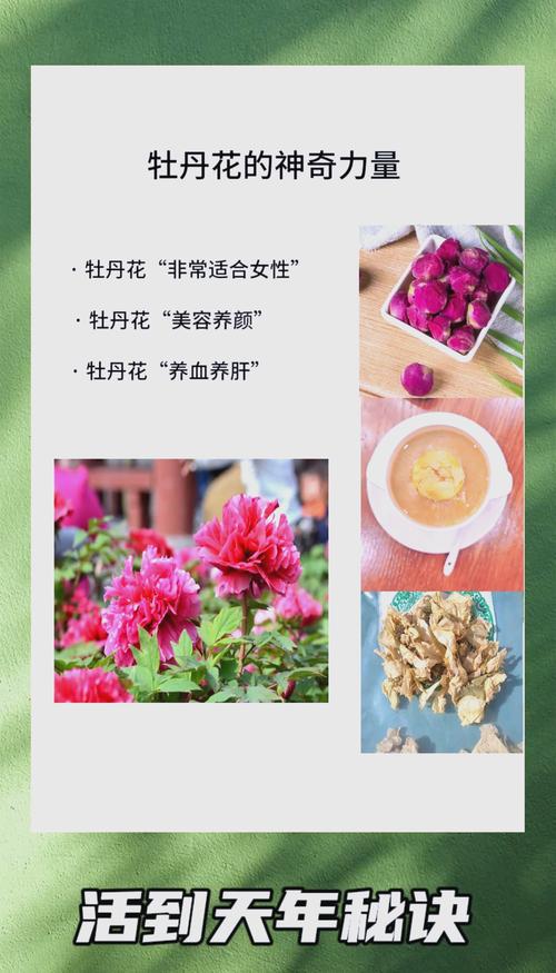 紫斑牡丹的功效和作用，紫斑牡丹简介？