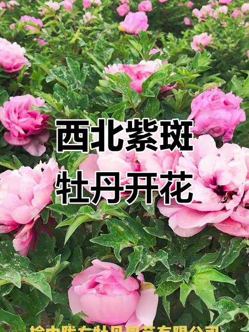 紫斑牡丹的功效和作用，紫斑牡丹简介？-第3张图片-优品飞百科