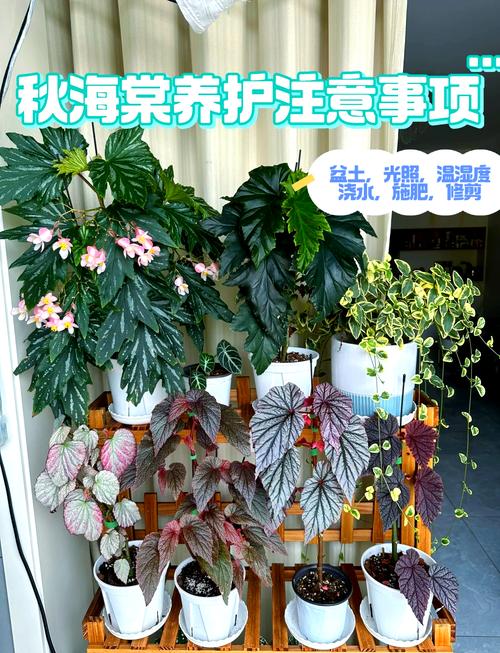 海棠秋天怎么养,海棠秋季可以换盆吗-第2张图片-优品飞百科 海棠秋天怎么养,海棠秋季可以换盆吗-第2张图片-优品飞百科