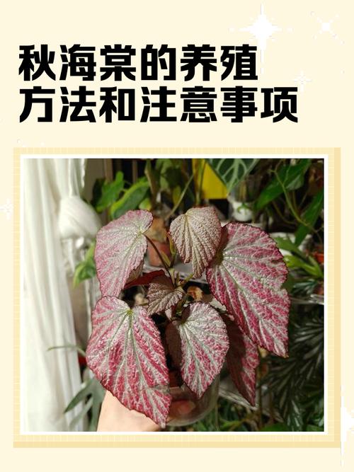 海棠秋天怎么养,海棠秋季可以换盆吗-第3张图片-优品飞百科 海棠秋天怎么养,海棠秋季可以换盆吗-第3张图片-优品飞百科