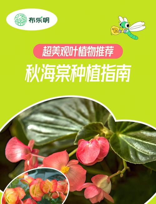 海棠秋天怎么养,海棠秋季可以换盆吗-第4张图片-优品飞百科 海棠秋天怎么养,海棠秋季可以换盆吗-第4张图片-优品飞百科