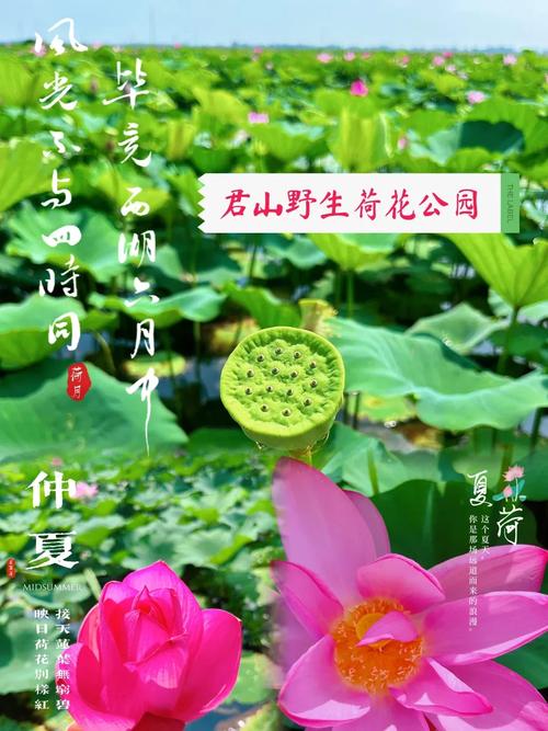本地天气预报精准定位君山区？君山区气温？-第2张图片-优品飞百科