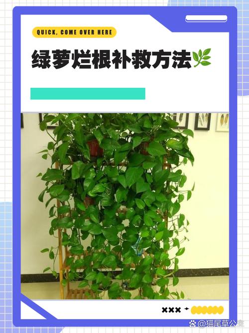 绿萝为什么烂根怎么治，绿萝为什么会烂根部？