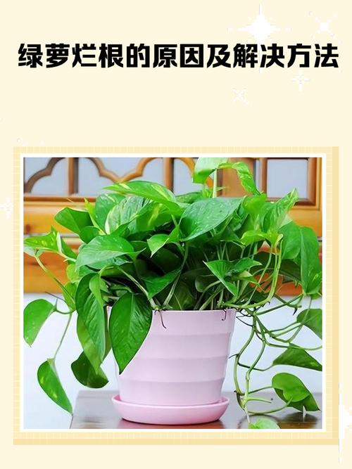 绿萝为什么烂根怎么治，绿萝为什么会烂根部？-第4张图片-优品飞百科