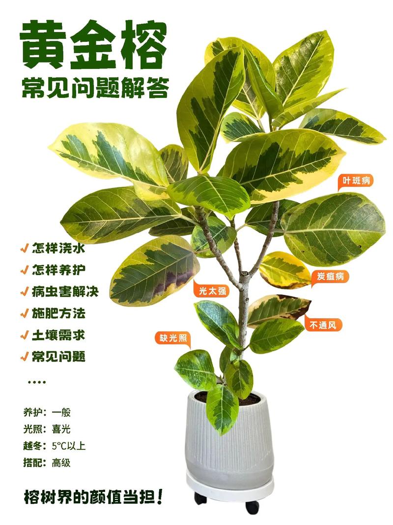 黄金榕怎么养？黄金榕怎么养护与浇水？-第2张图片-优品飞百科