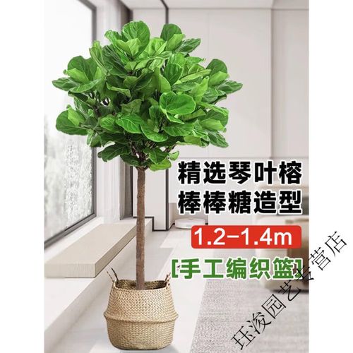 黄金榕怎么养？黄金榕怎么养护与浇水？-第4张图片-优品飞百科