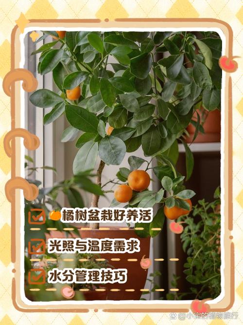 桔子树怎么养？桔子树怎么养才能开花？