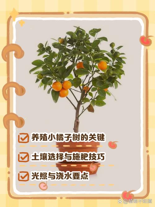 桔子树怎么养？桔子树怎么养才能开花？-第2张图片-优品飞百科