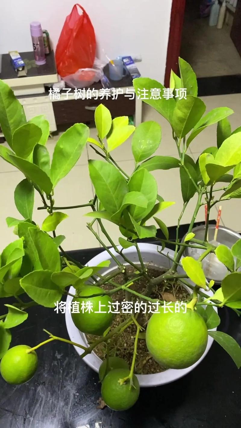桔子树怎么养？桔子树怎么养才能开花？-第4张图片-优品飞百科