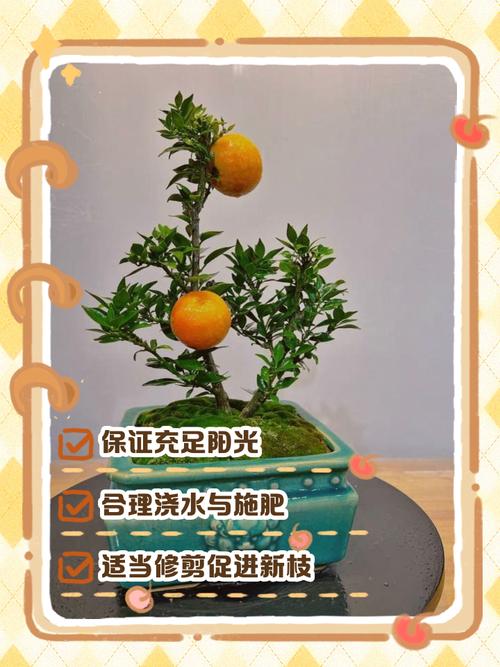 桔子树怎么养？桔子树怎么养才能开花？-第7张图片-优品飞百科