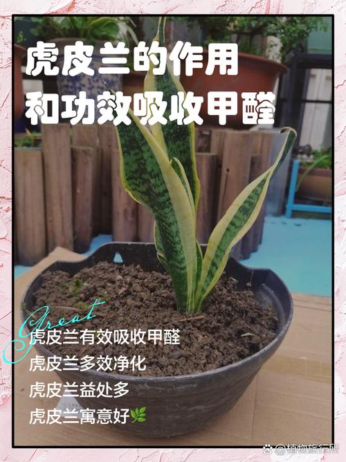 虎皮兰吸甲醛吗，金边虎皮兰吸甲醛吗？-第5张图片-优品飞百科