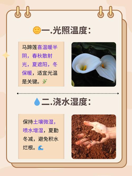 红花马蹄莲，红花马蹄莲花图片？-第1张图片-优品飞百科
