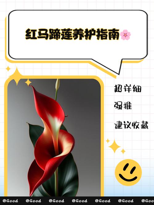 红花马蹄莲，红花马蹄莲花图片？-第4张图片-优品飞百科