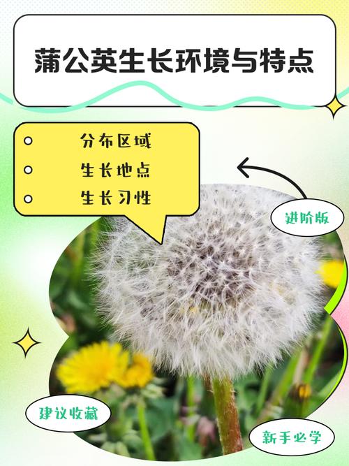 蒲公英的特点，蒲公英的特点和象征意义？