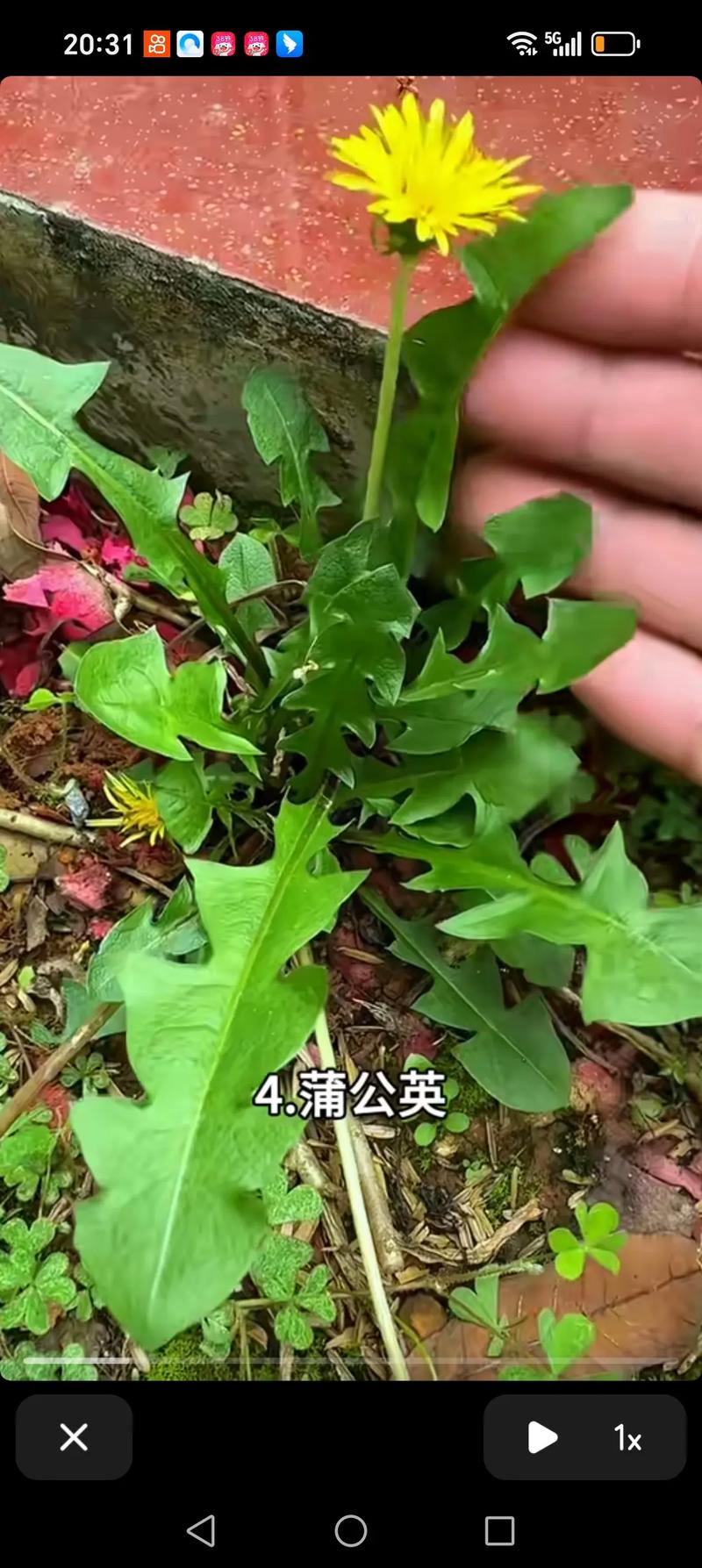 蒲公英的特点，蒲公英的特点和象征意义？-第2张图片-优品飞百科