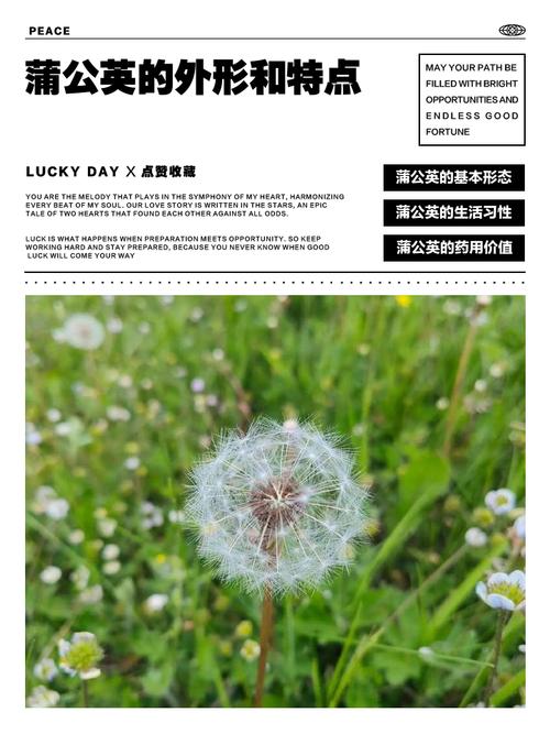 蒲公英的特点，蒲公英的特点和象征意义？-第4张图片-优品飞百科